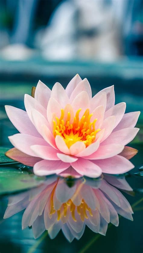 Pin by Rainberry on ⚘ iPhone Wallpaper ⚘ | Lotus flower wallpaper, Lotus flower art, Flowers ...