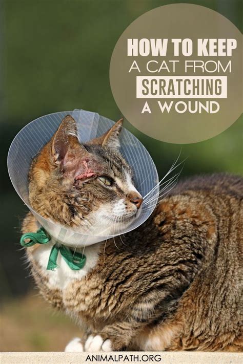 How to Keep a Cat From Scratching a Wound? in 2022 | Cats, Cat wounds ...