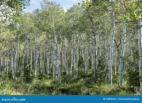 Quaking Aspen Grove Stock Photo - Image: 44890457