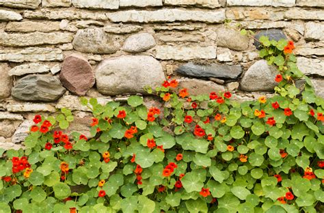 Edible Ground Cover Plants for Food, Function and Beauty - GardensAll