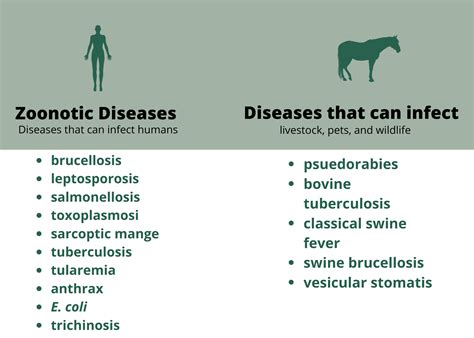 Disease Risk — Georgia Feral Swine