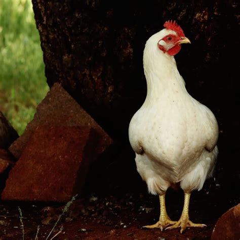 Amberlink Chicken Breed Care Guide - Know Your Chickens