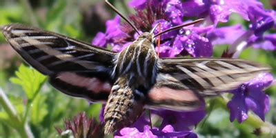 Hummingbird Moth, Sphinx Moth, Hawk Moth, Versa Moth, Hummingbird Clearwing Moth or Common ...