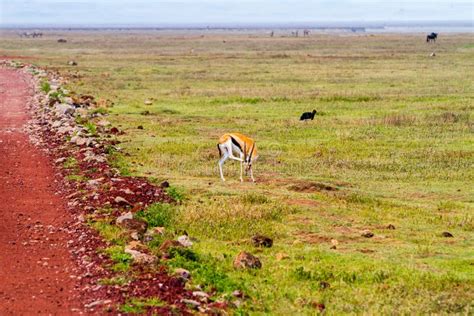 Ngorongoro Conservation Area Landscape and Wildlife Stock Image - Image of heritage, africa ...