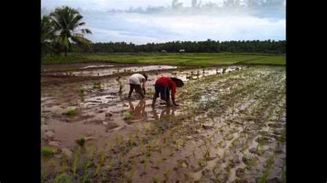 Traditional Farming - YouTube