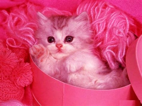 Cute Pink Cat Wallpapers - Top Free Cute Pink Cat Backgrounds ...