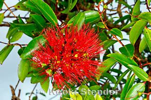 Red-stemmed 'Ohi'a, Lehua 'Ahihi, Metrosideros tremuloides