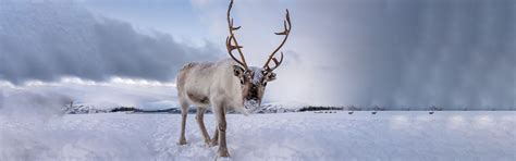 6-Day Hulunbuir Winter Tour with Reindeer Experience