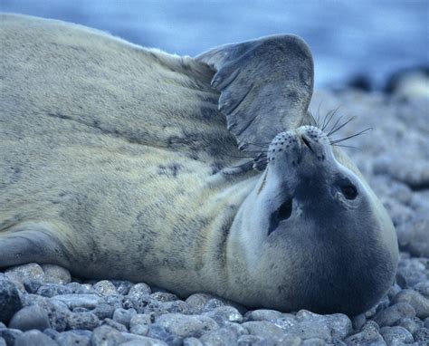 Weddell seal | Antarctic Guide