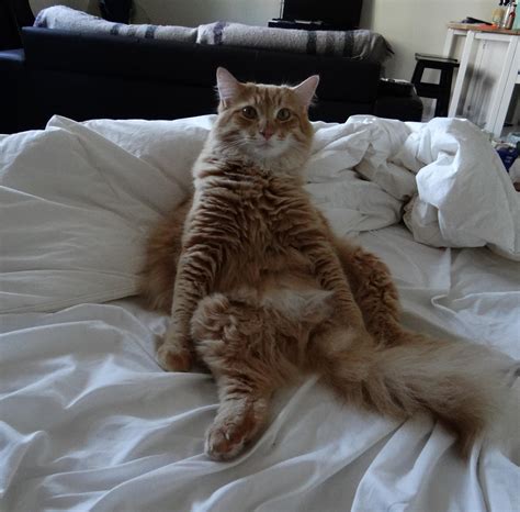 My cat sitting like a human : r/aww