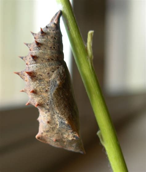 Mourning Cloak Butterfly Caterpillar