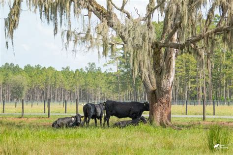 Cattle Breeding