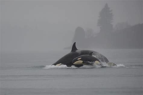 Orca 12/20/14 | Tacoma, Washington, Tacoma Narrows Under the… | Flickr