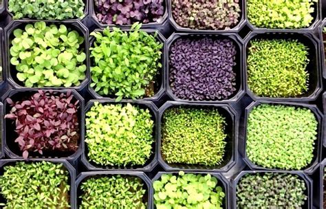 Top 5 Types Of Microgreens To Grow Indoors | Florist Kid