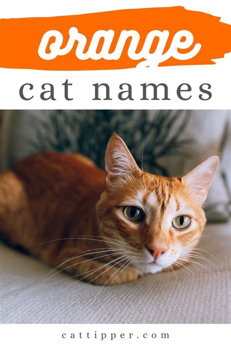 200+ Ginger Cat Names for Your New Orange Cat!