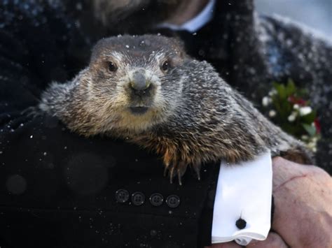 At Virtual Groundhog Day Ceremony, Punxsutawney Phil Predicts 6 More Weeks Of Winter - capradio.org