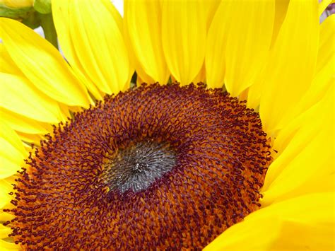 Free Stock Photo 12919 Close up macro of yellow sunflower | freeimageslive