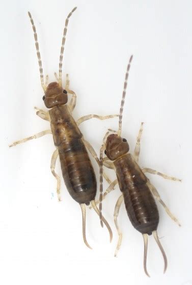 Baby Earwigs - Forficula dentata - BugGuide.Net