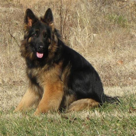 King Shepherd Info, Temperament, Puppies, Pictures