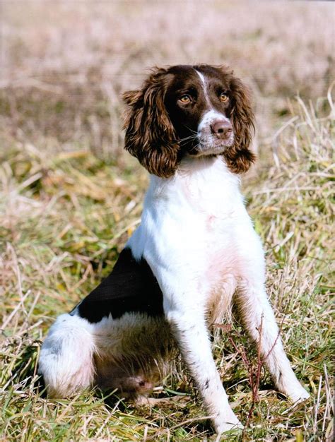 Field bred springer spaniel puppies oregon