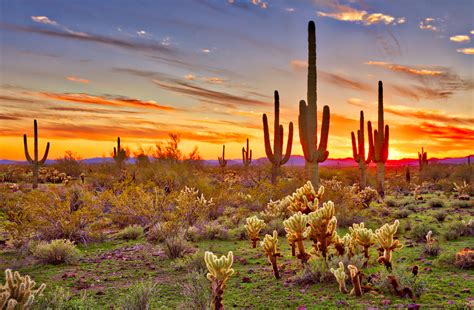 Cacti, birds, and life in the Sonoran Desert - Earth.com