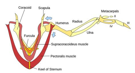 Wing Muscles 800 | Wing anatomy, Anatomy bones, Anatomy back