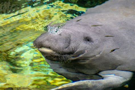 West Indian Manatee stock photo. Image of cute, floating - 134735368