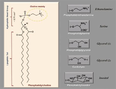 Structural formula of phosphatidylcholine molecule and its ...