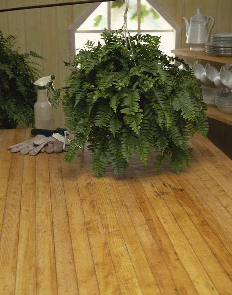 Boston ferns grow happily indoors year-round and by following some ...