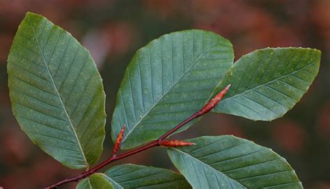 Fagus grandifolia | Landscape Plants | Oregon State University