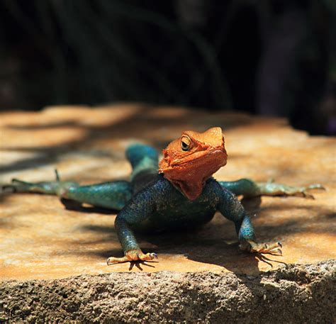 Rainbow lizard | A brightly coloured rainbow lizard | Brian Yohan | Flickr