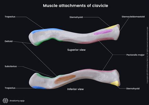 Clavicle Acromial End