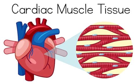 Músculos del cuerpo humano | Wiki | Twinkl - Twinkl