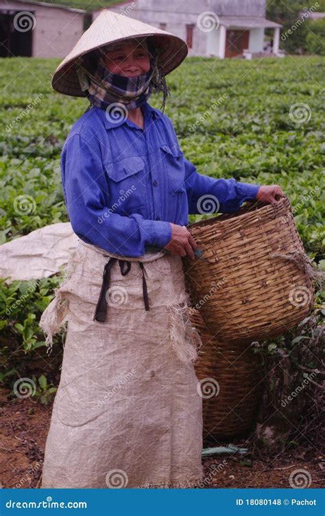 Woman cutting tea editorial stock photo. Image of conical - 18080148