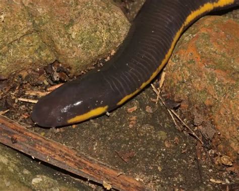 Koh Tao Island caecilian - Facts, Diet, Habitat & Pictures on Animalia.bio