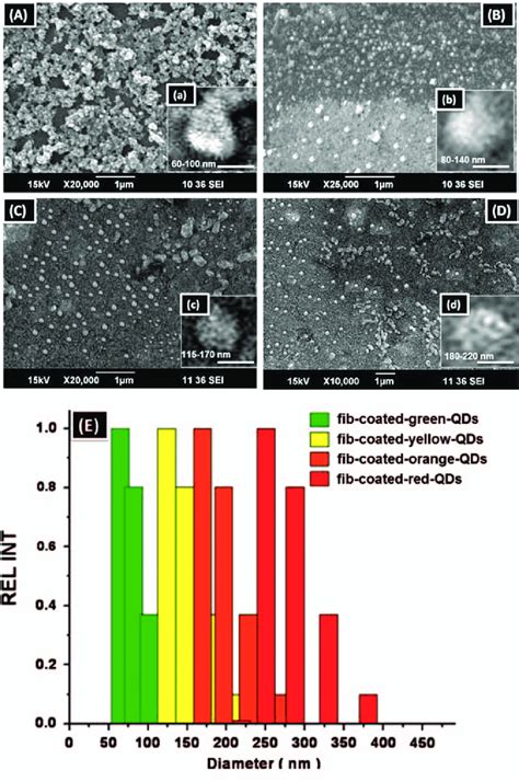 Particle size analysis by SEM: (A) fib-coated-green QDs; (B)... | Download Scientific Diagram