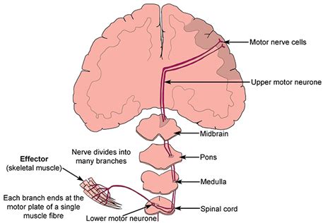 Effectors produce responses to signals carried by nerves