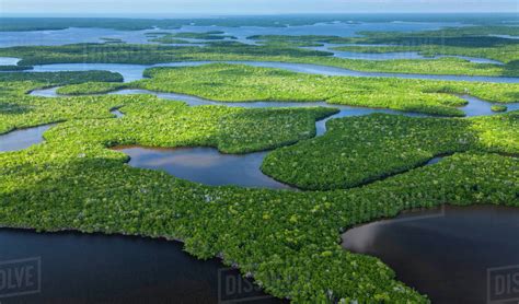 Aerial view over subtropical mangrove wetlands of the Everglades National Park. Florida, USA ...