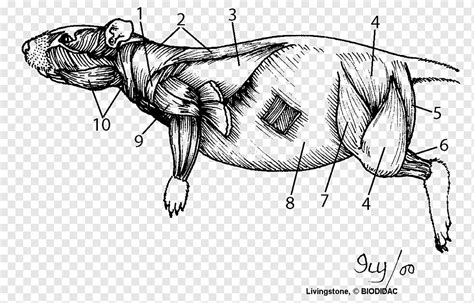 Disección de rata anatomía muscular cuerpo humano, rata y ratón ...