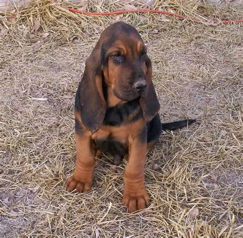 Bloodhound Puppies Dog Wallpaper Picture - Cute and Funny Pet Wallpaper