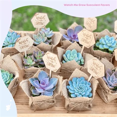 10 Best Succulent Baby Shower Favors for Your Next Event