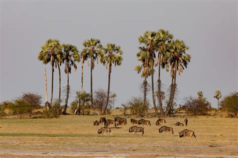 Wild Images Photography Tours | Botswana Photography Tours - Wildlife ...