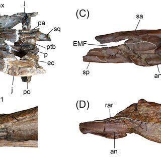 Measurements of the holotype and representative referred cranial... | Download Table