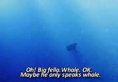 speaking whale on Tumblr