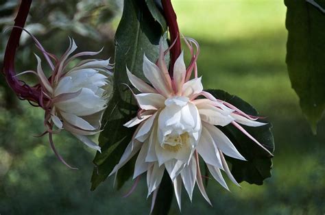 Epiphyllum: Plant Care and Collection of Varieties - Garden.org