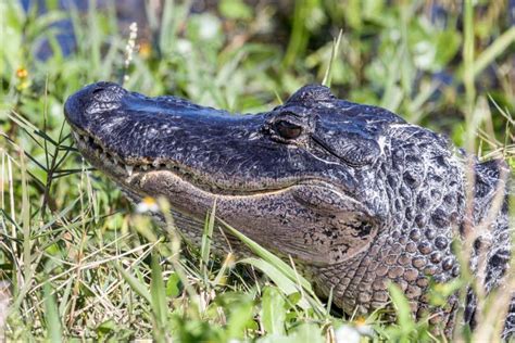 Closeup of a Sunbathing Wild Alligator Stock Photo - Image of portrait, alligatoridae: 302348414