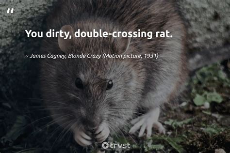 23 Rat Quotes About The Misunderstood Rodents