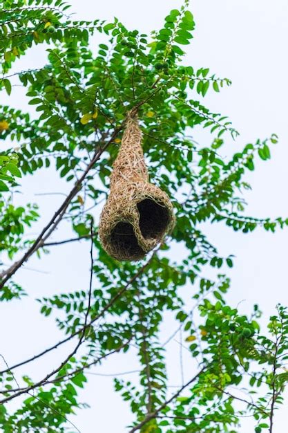 Premium Photo | Manyar bird's nest's photo