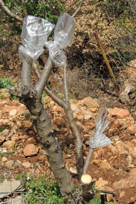 Grafting Fruit Trees - A Step by Step Picture Tutorial - Lady Lee's Home