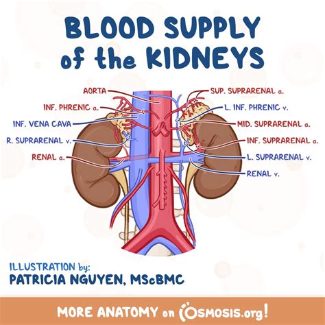 Osmosis from Elsevier on Twitter: "The main job of the kidneys is to ...